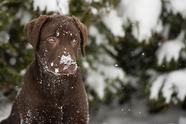 Psi:Čtyři tipy, jak můžete svého psa chránit před chladem