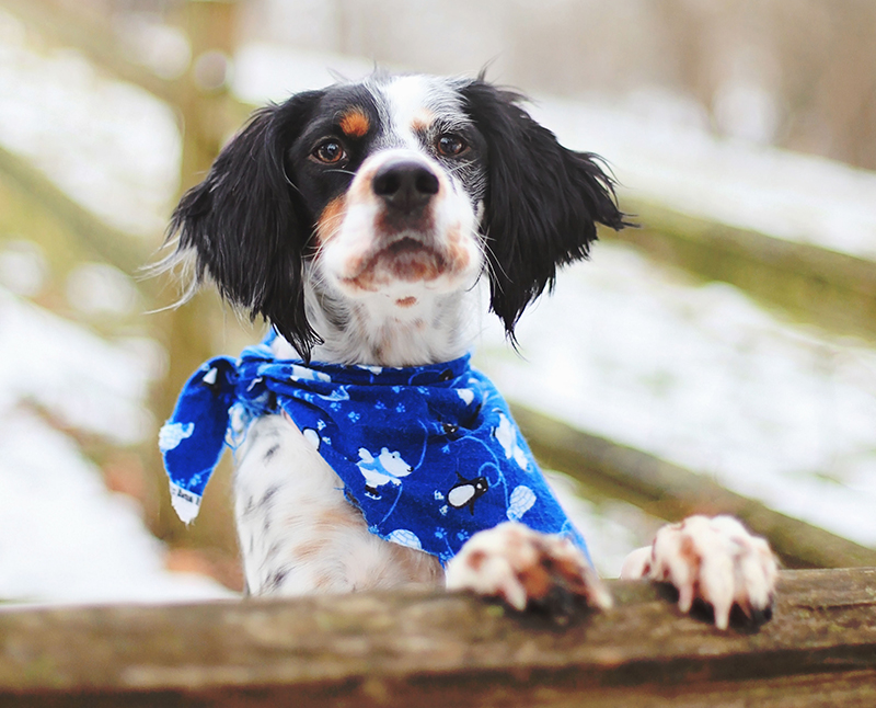 Psi: 5 tipů, jak psům dopřát během silvestrovských oslav větší klid