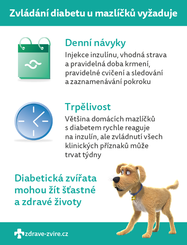 Psi:Listopad je světovým měsícem diabetu: odhadovaný počet v České republice je téměř 6 600 psů a 7 000 koček