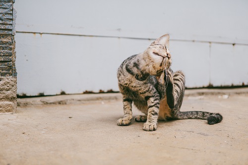 Nemoci koček přenášené blechami a klíšťaty