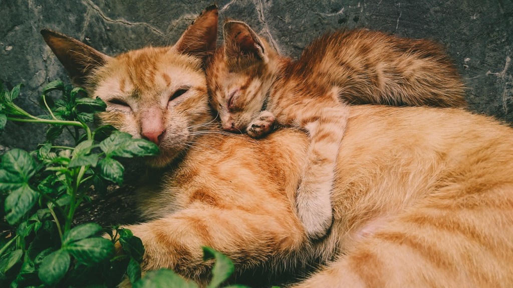 Mezinárodní den koček: soužití s kočkou nám může přinést pevnější zdraví a pocit naplnění