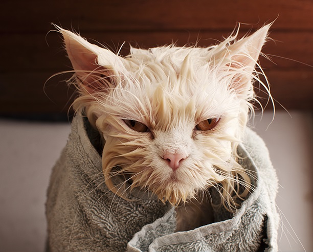Proč bychom měli naše kočky koupat?