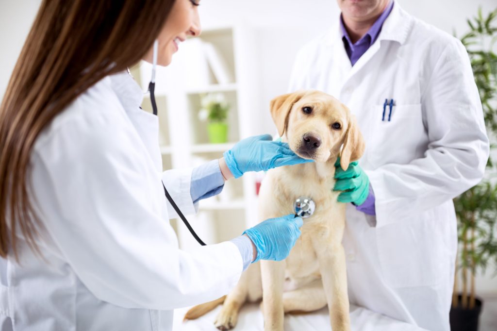 Devátého prosince slavíme Mezinárodní den veterinárního lékařství