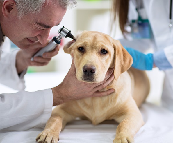 Psi:Zánět zvukovodu – co je dobré vědět o jednom z nejčastějších psích onemocnění