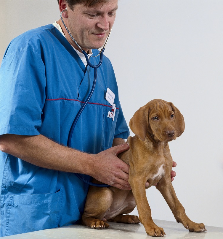 Psi: 5 důvodů, proč si vybrat antiparazitika u veterináře