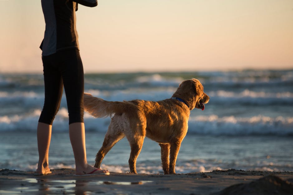 Psi: 5 tipů pro perfektní léto s vaším psem