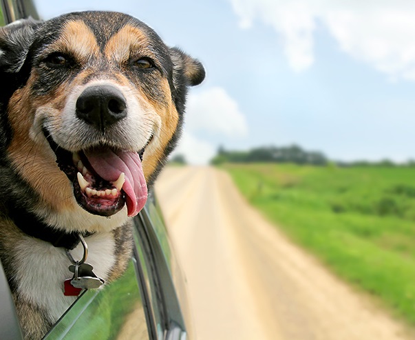 Psi: Cestování se psem: tipy pro dovolenou bez starostí