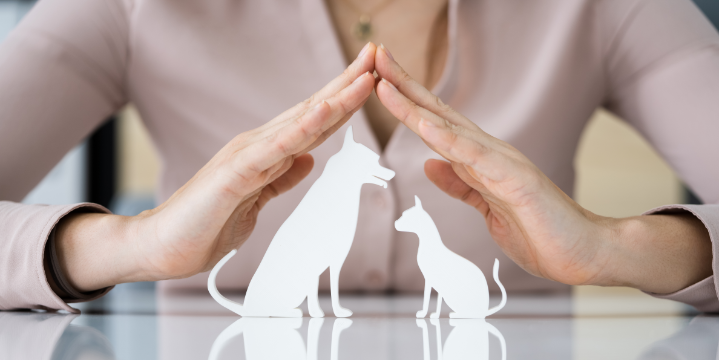 hands protecting dog and cat