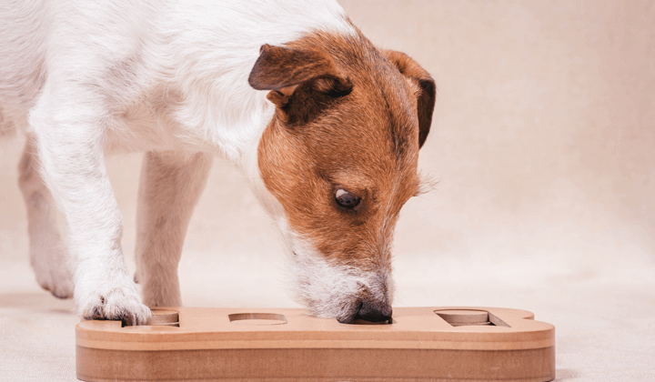 vyroste pes ze separační úzkosti 