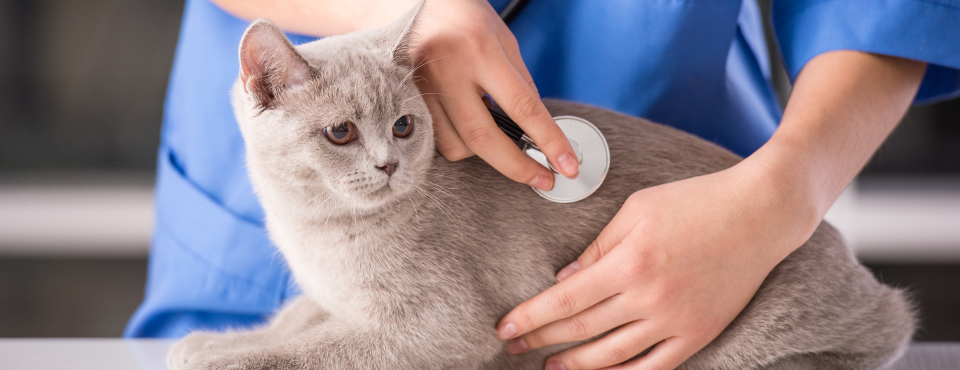 Cítíte obavy, když máte vzít svou kočku k veterináři, ať už na preventivní prohlídku nebo kvůli konkrétnímu zdravotnímu problému?