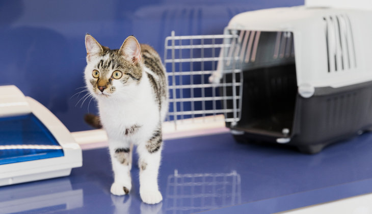 Cítíte obavy, když máte vzít svou kočku k veterináři, ať už na preventivní prohlídku nebo kvůli konkrétnímu zdravotnímu problému?