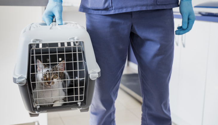 Cítíte obavy, když máte vzít svou kočku k veterináři, ať už na preventivní prohlídku nebo kvůli konkrétnímu zdravotnímu problému?