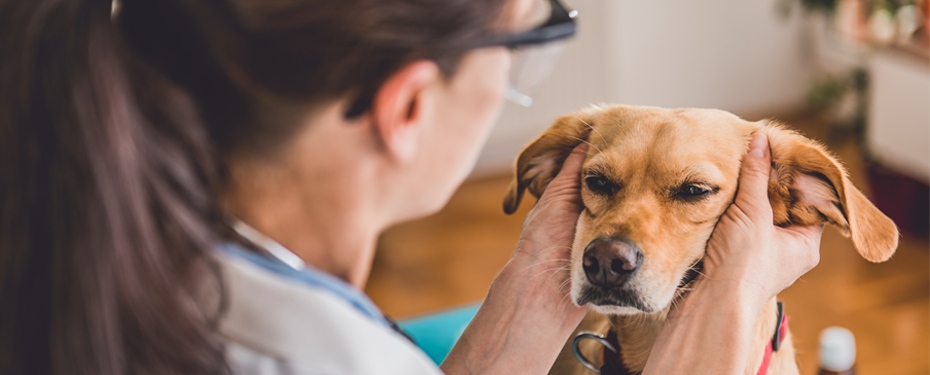 Otitida u psa: co to je a jak ji léčit?