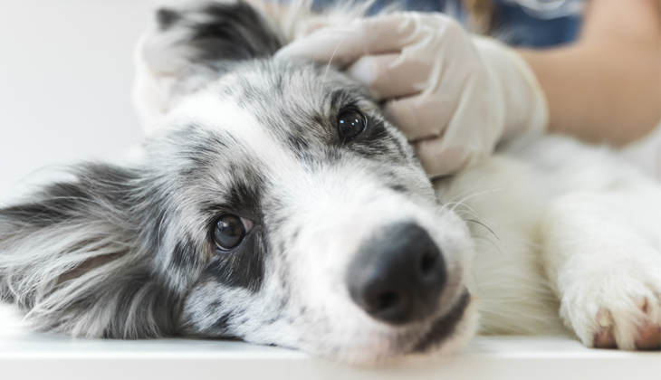 Otitida u psa: co to je a jak ji léčit?